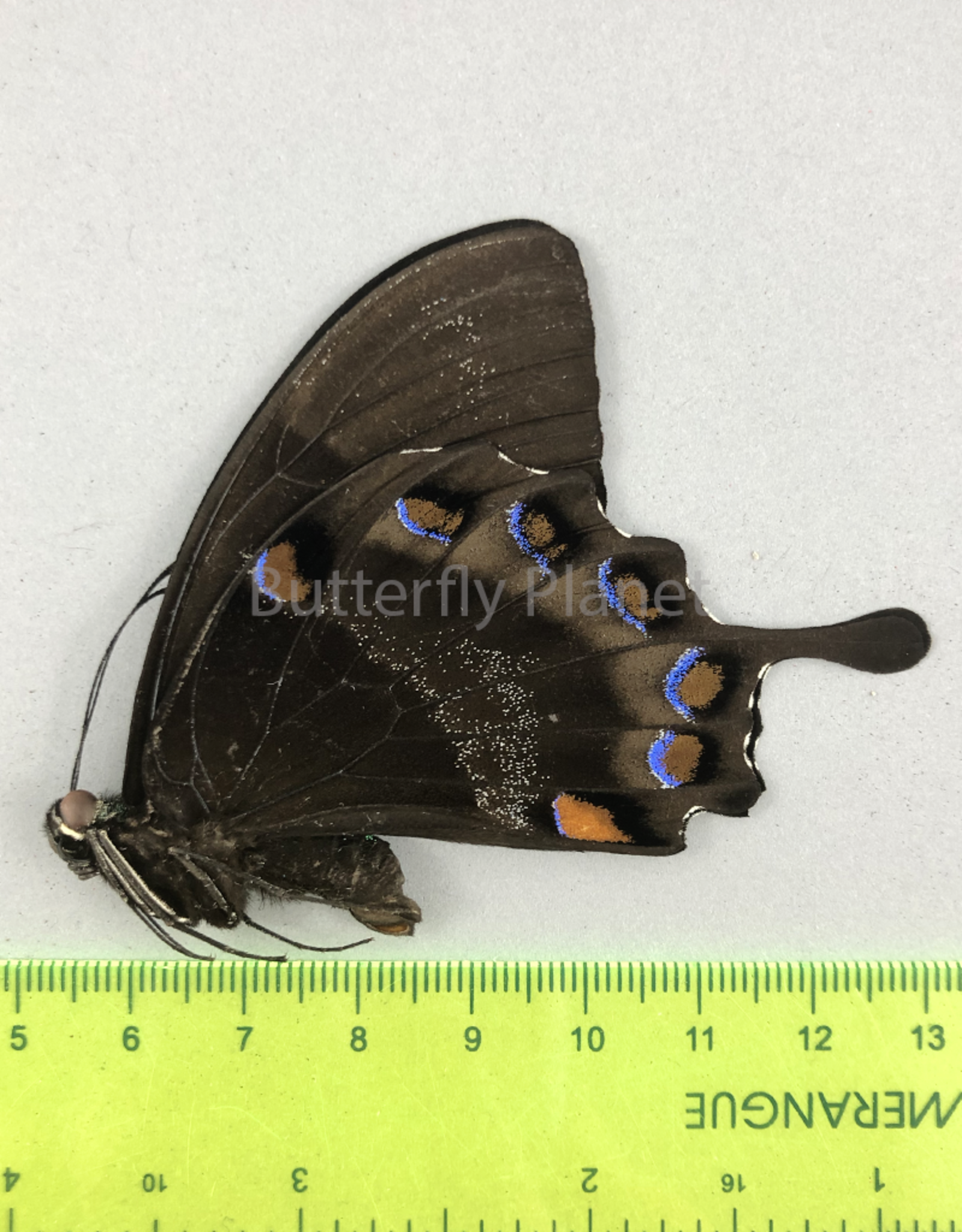 PAPILIO ULYSSES ssp.NIGERRIMUS male BOUGAINVILLE papered/getütet PNG 