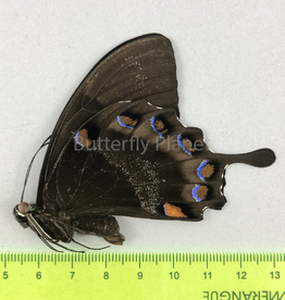 Papilio ulysses nigerrimus M A1- S. Bougainville, PNG
