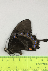 Papilio ulysses nigerrimus M A1- S. Bougainville, PNG