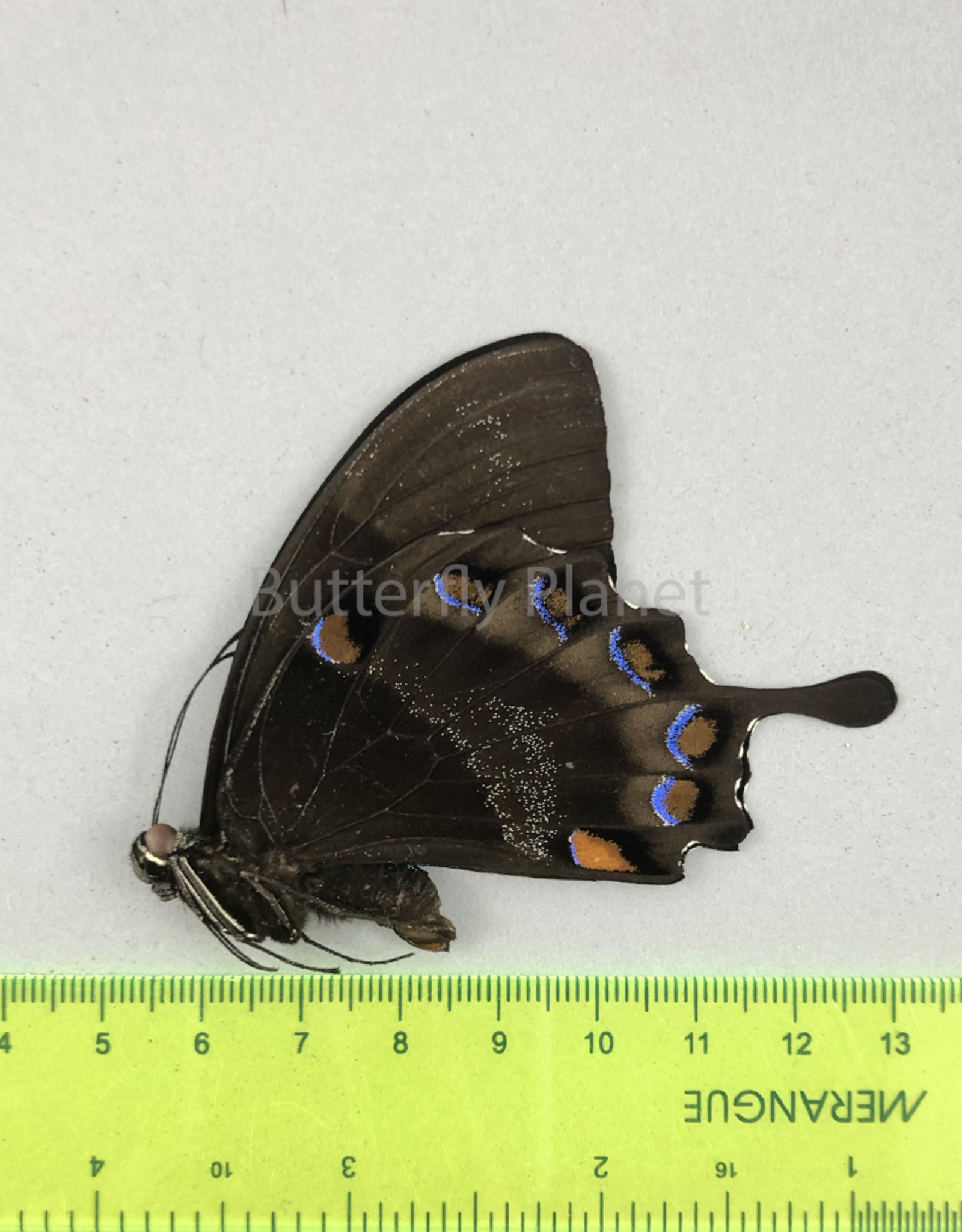 Papilio ulysses nigerrimus M A1/A1- S. Bougainville, PNG