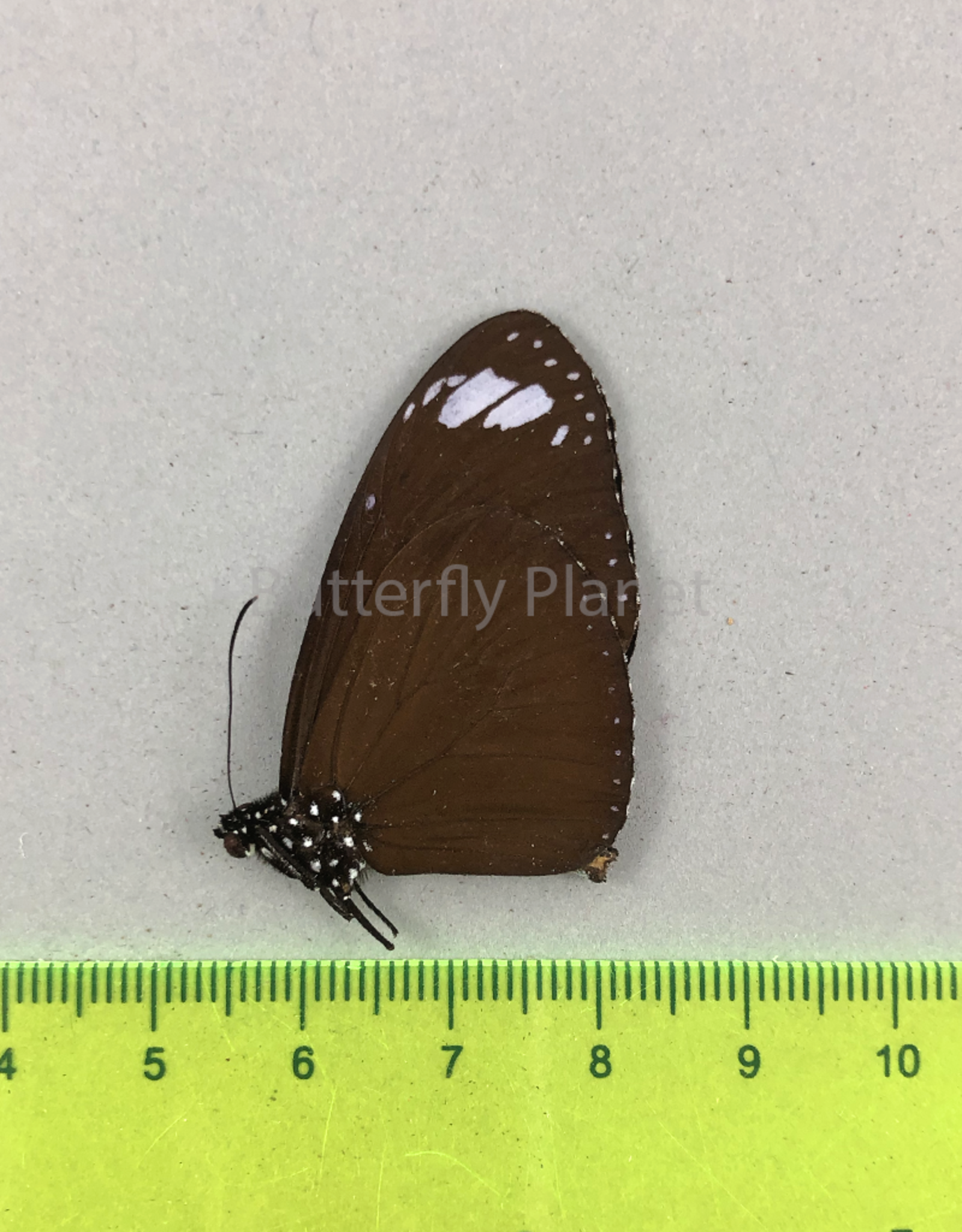 Euploea mulciber dufresne M A1 N. Luzon, Philippines