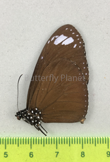 Euploea mulciber dufresne M A1 N. Luzon, Philippines