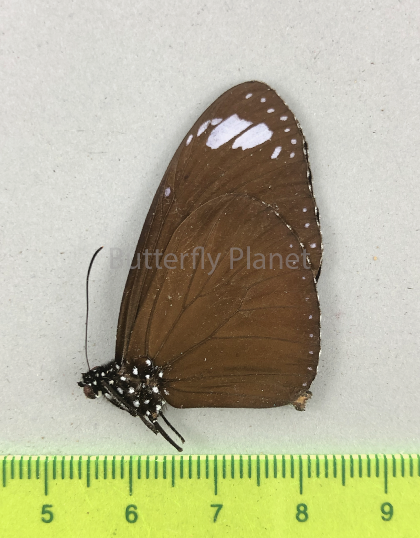 Euploea mulciber dufresne M A1 N. Luzon, Philippines