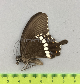 Papilio polytes f. romulus M A1 Sri Lanka
