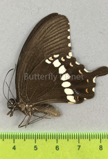 Papilio polytes f. romulus M A1 Sri Lanka