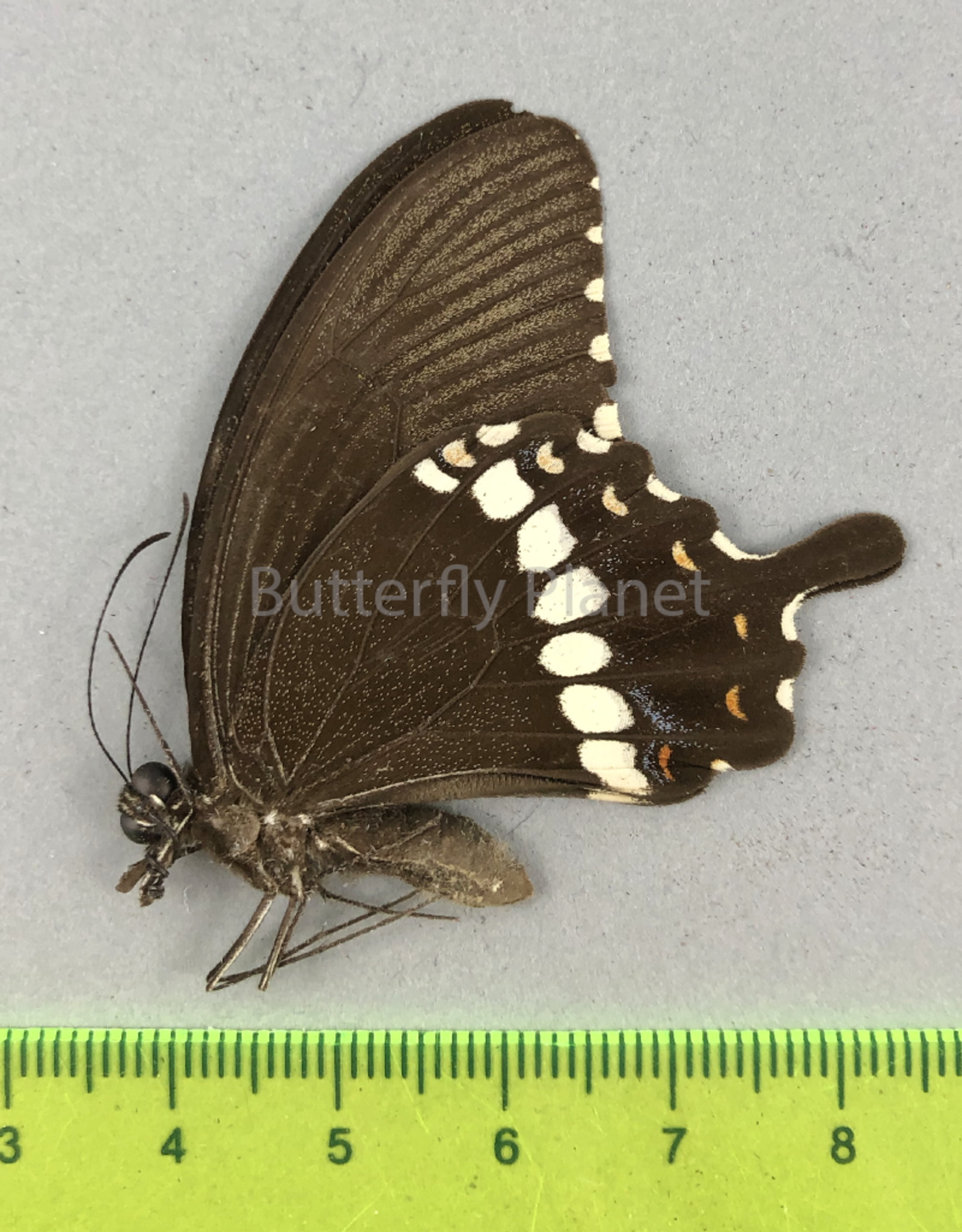 Papilio polytes f. romulus M A1 Sri Lanka