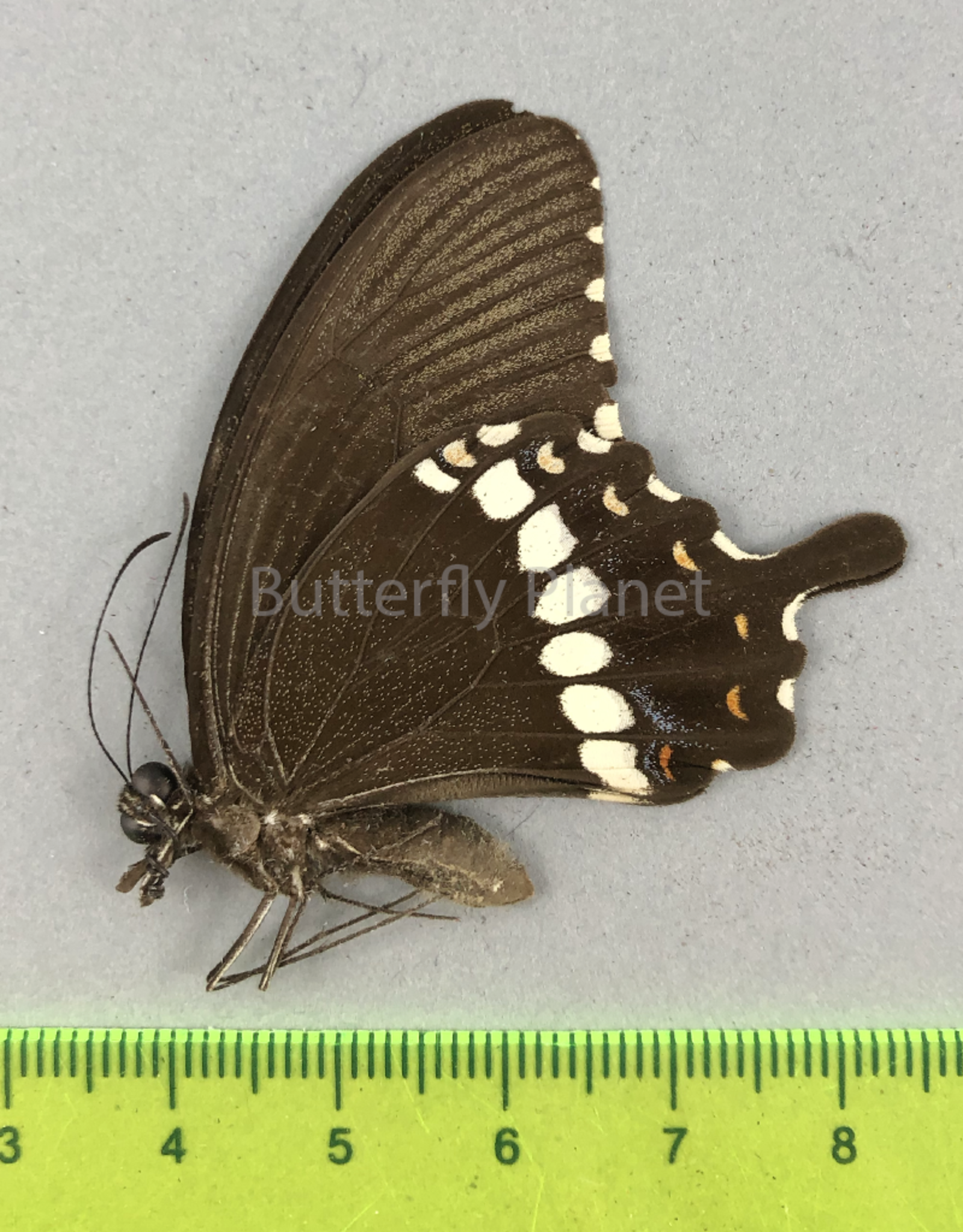 Papilio polytes f. romulus M A1- Sri Lanka