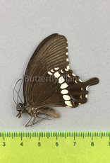 Papilio polytes f. romulus M A1- Sri Lanka