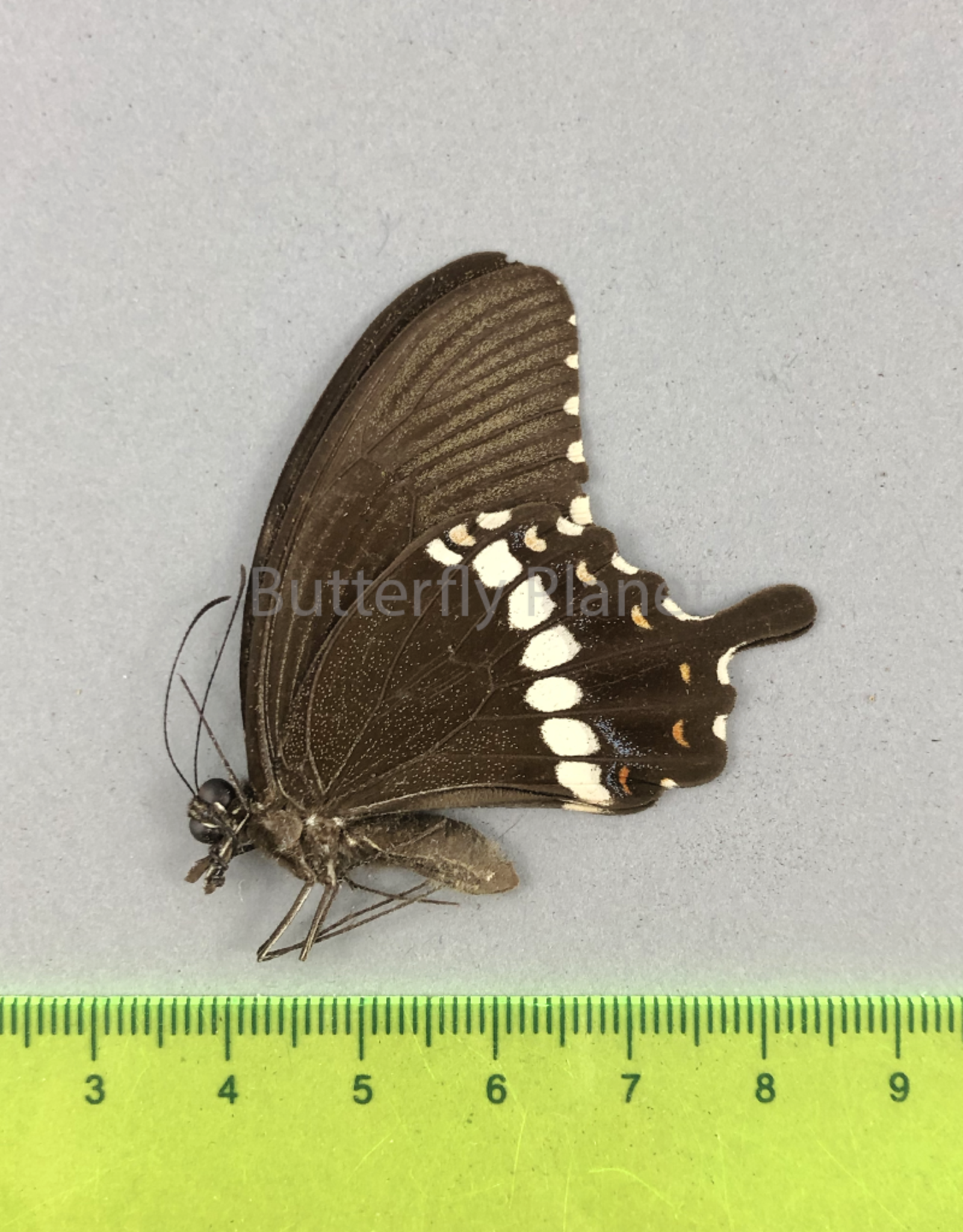 Papilio polytes f. romulus M A1- Sri Lanka