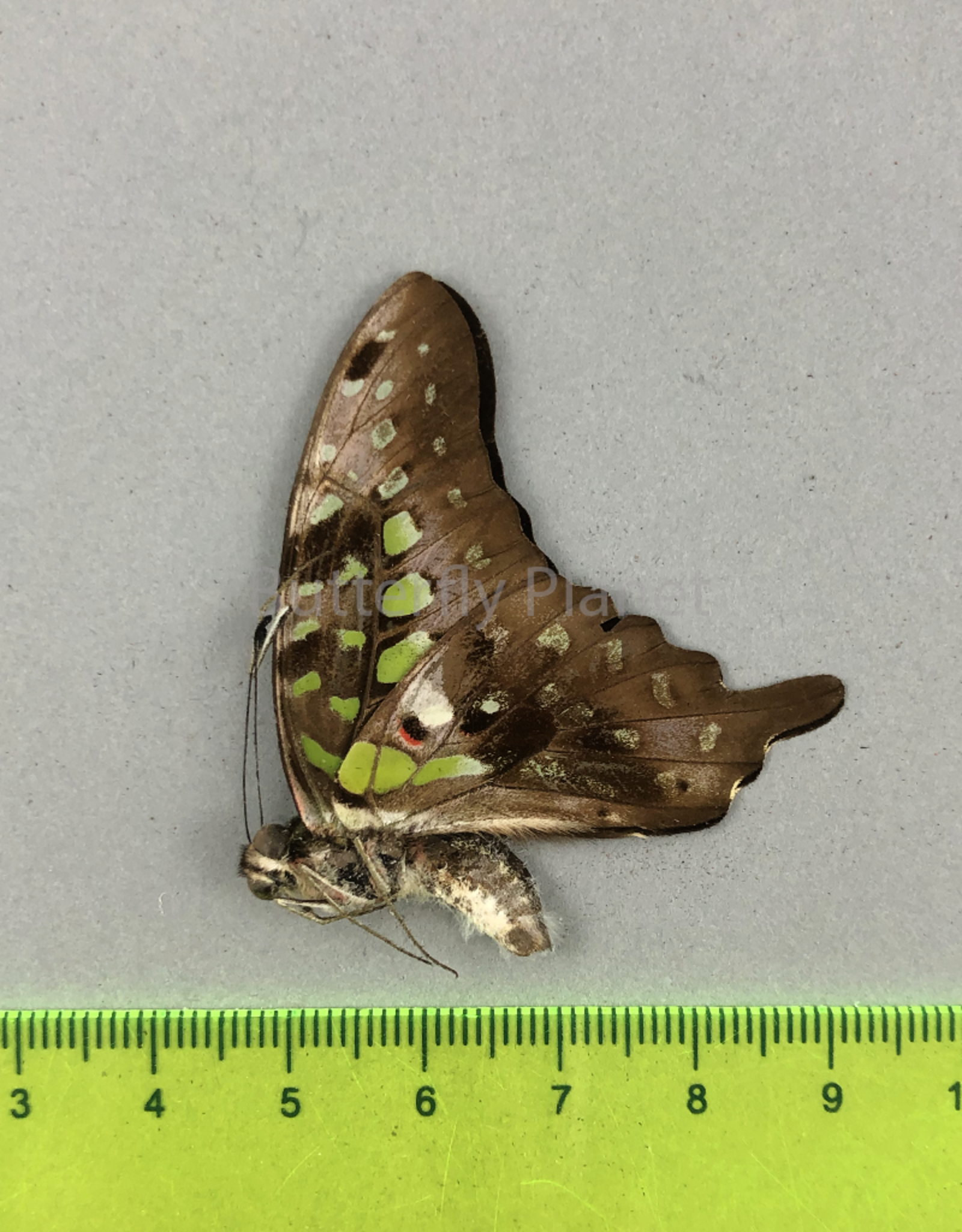 Graphium agamemnon menides M A1- Sri Lanka