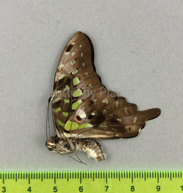 Graphium agamemnon menides M A1- Sri Lanka