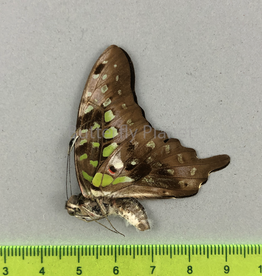 Graphium agamemnon menides M A1/A1- Sri Lanka