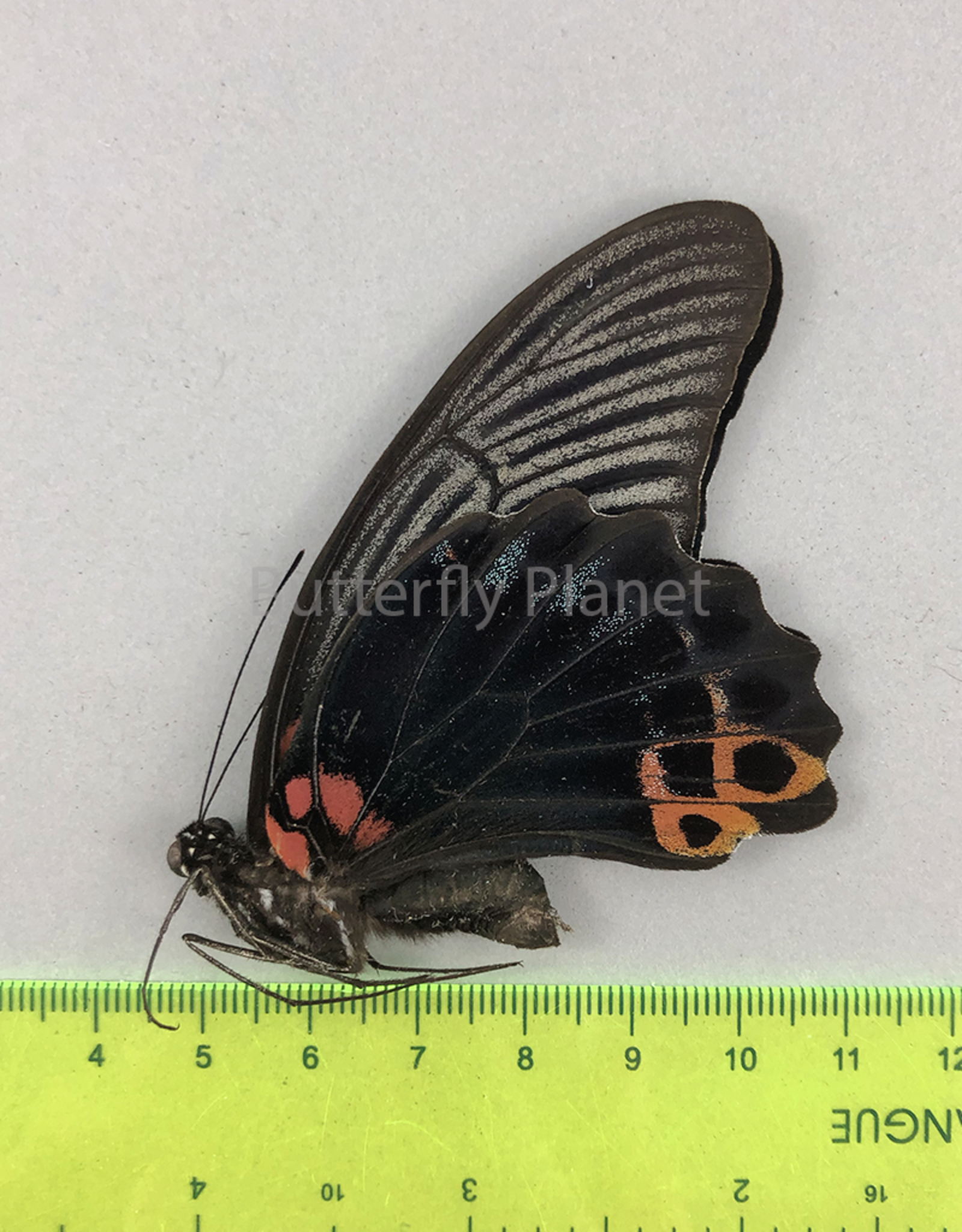 Papilio protenor euprotenor M A1 Sichuan, China
