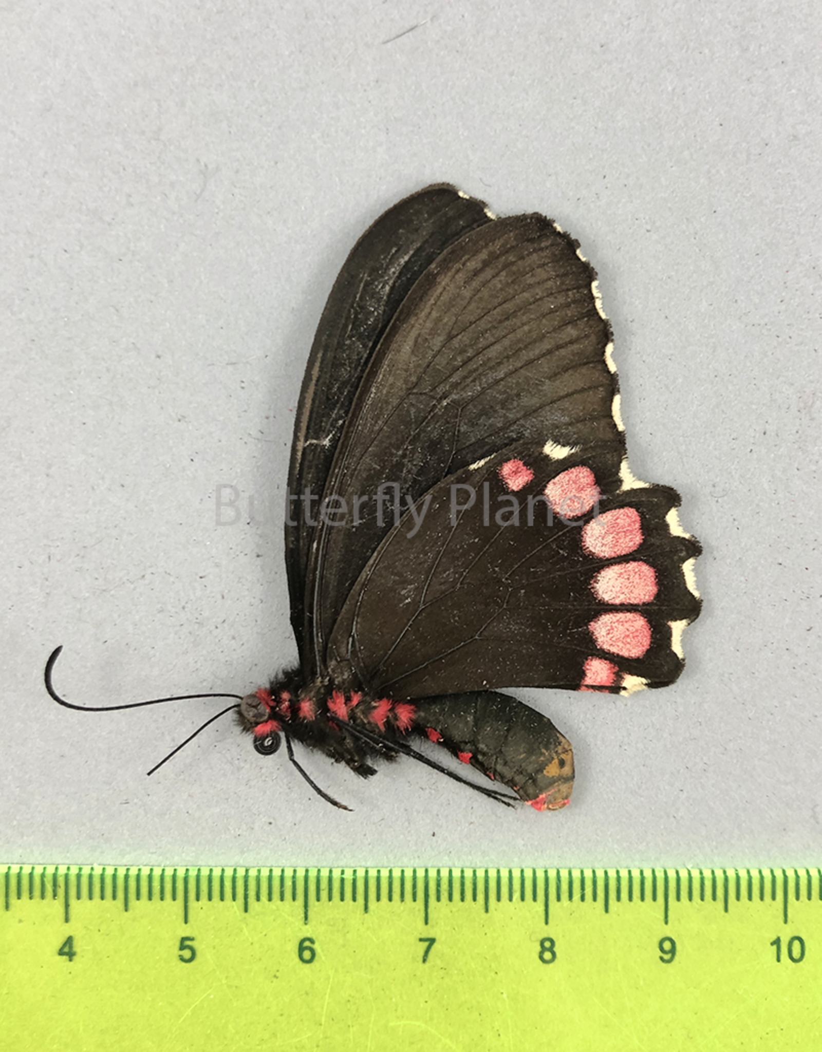 Parides erithalion polyzelus F A1/A1- Puebla State, Mexico