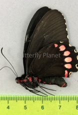 Parides erithalion polyzelus M A1 Puebla State, Mexico