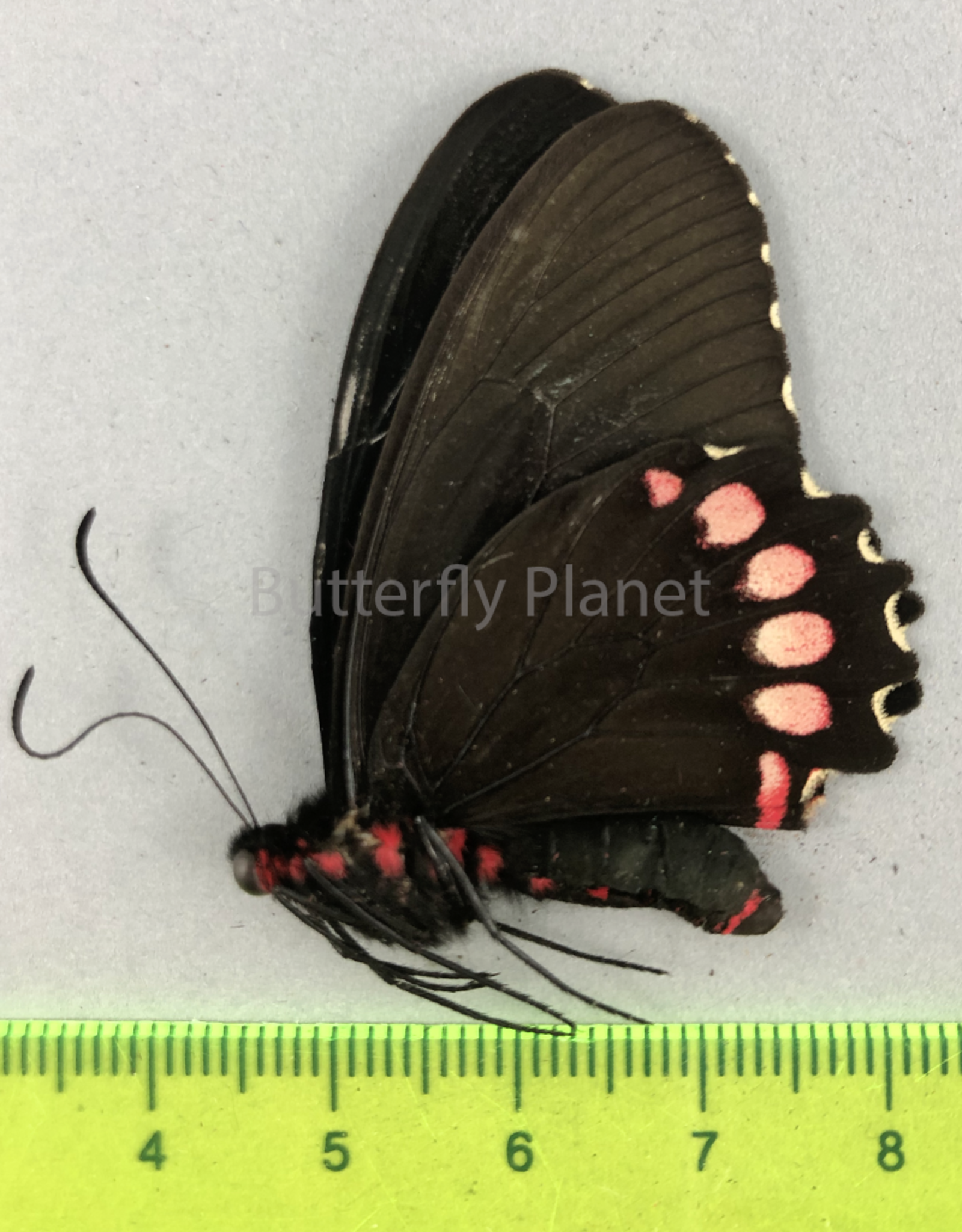 Parides erithalion polyzelus M A1/A1- Puebla State, Mexico