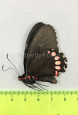 Parides erithalion polyzelus M A1/A1- Puebla State, Mexico