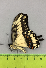 Heraclides (Papilio) astyalus pallas  M A1 Puebla State, Mexico