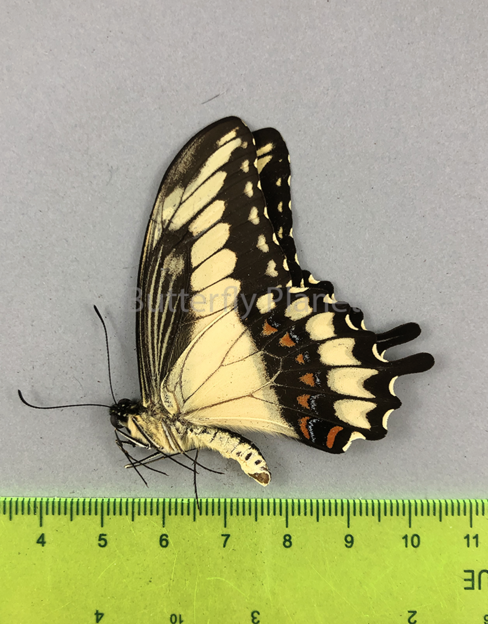 Heraclides (Papilio) astyalus pallas  M A1- Puebla State, Mexico
