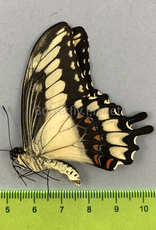 Heraclides (Papilio) astyalus pallas  M A1- Puebla State, Mexico