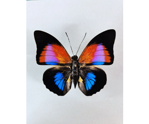 hybrid-prepona-dexamenes-