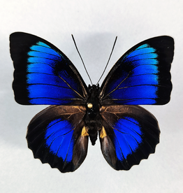  Hybrid - Prepona beatifica beata x Prepona dexamenes dexamenes #31