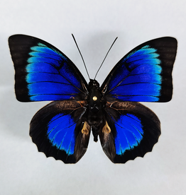  Hybrid - Prepona beatifica beata x Prepona dexamenes dexamenes #34
