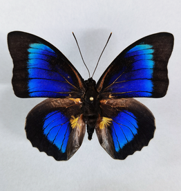  Hybrid - Prepona beatifica beata x Prepona dexamenes dexamenes #39