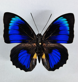  Hybrid - Prepona beatifica beata x Prepona dexamenes dexamenes #40