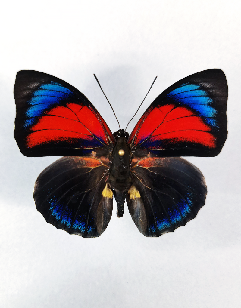 Agrias claudina x Prepona Hybrid 2頭 Agrias claudina x Prepona Hybrid 2頭 昆虫標本②