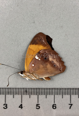 Temenis laothoe laothoe (violetta) M A1 Upper Huallaga Valley, Peru
