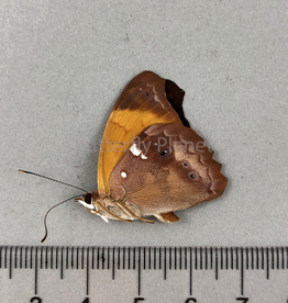 Temenis laothoe laothoe (violetta) M A1 Upper Huallaga Valley, Peru