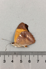 Temenis laothoe laothoe (violetta) M A1 Upper Huallaga Valley, Peru
