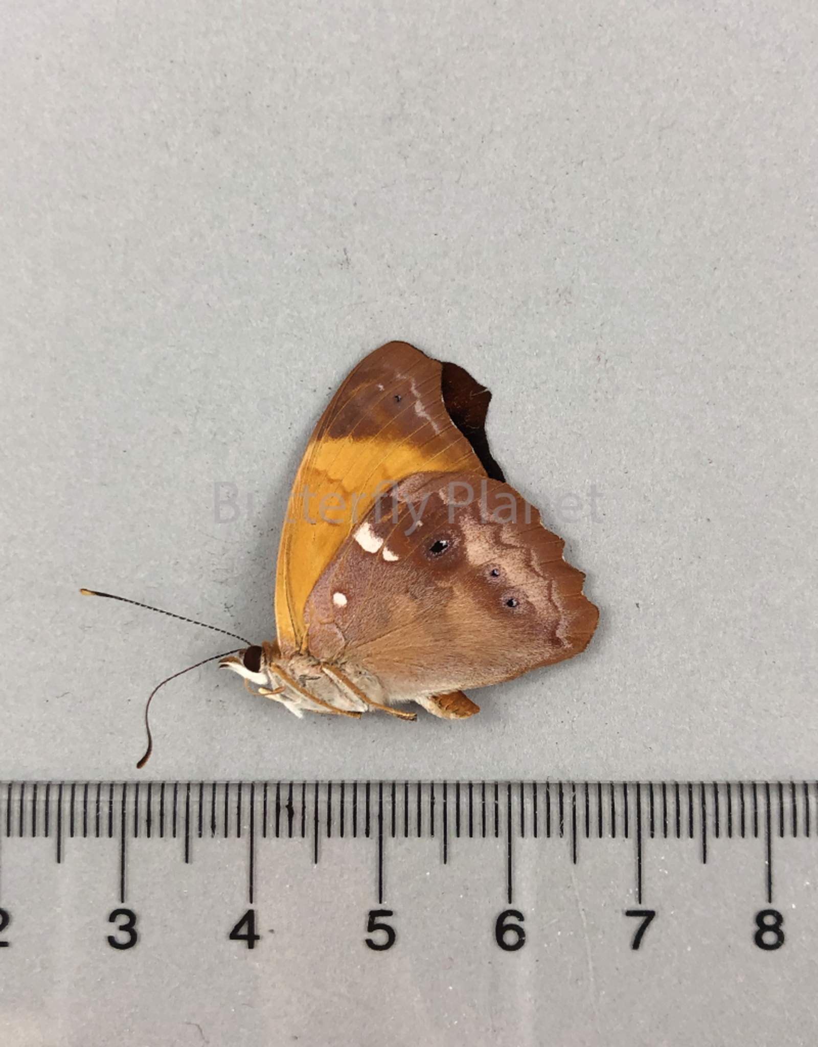 Temenis laothoe laothoe (violetta) M A1 Upper Huallaga Valley, Peru