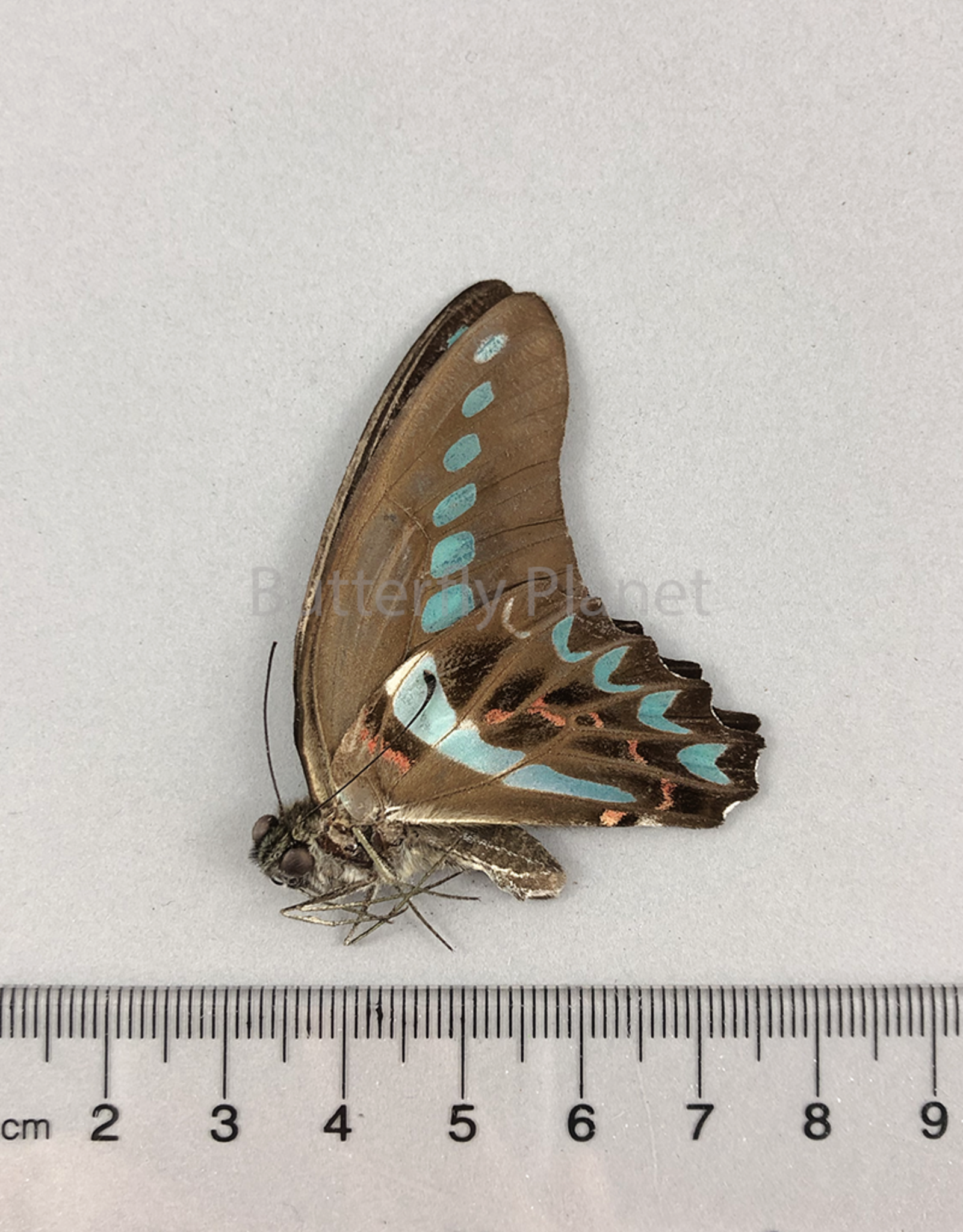 Graphium milon ssp M A1 Aru Island, Indonesia