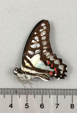 Graphium eurypylus M A1 West Java, Indonesia