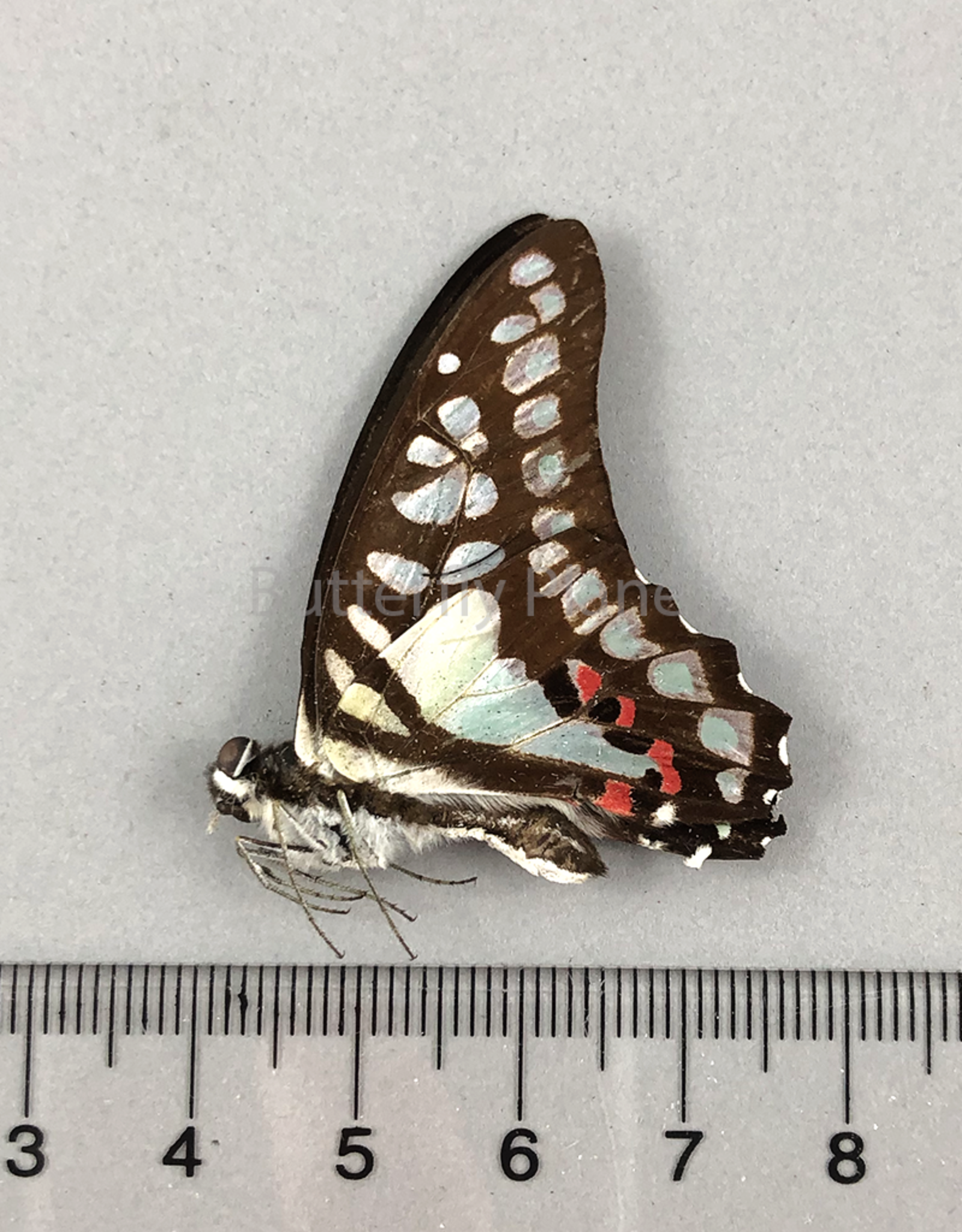 Graphium eurypylus M A1 West Java, Indonesia