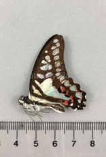 Graphium eurypylus M A1 West Java, Indonesia