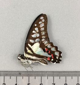 Graphium eurypylus M A1- West Java, Indonesia