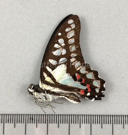 Graphium eurypylus M A1/A1- West Java, Indonesia