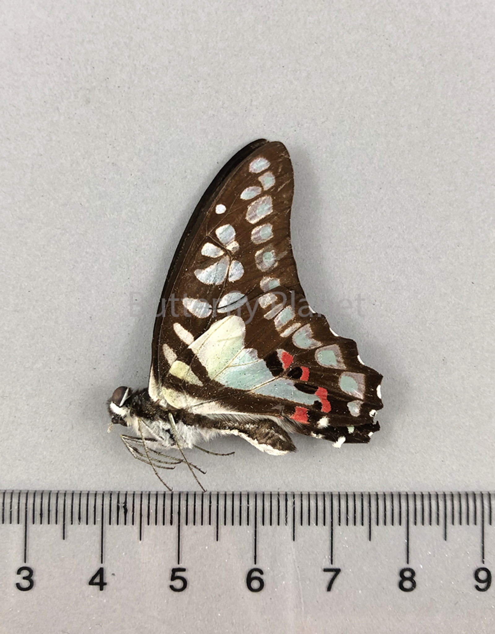 Graphium eurypylus M A1/A1- West Java, Indonesia