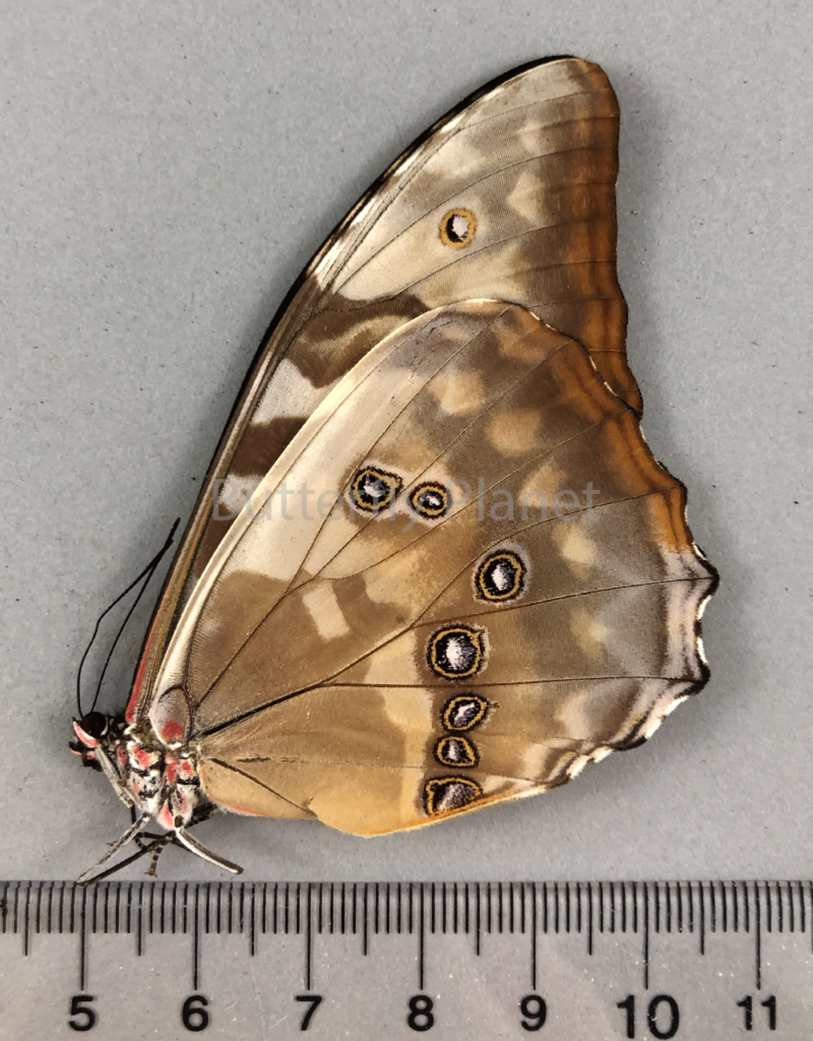 Morpho cypris cypris F A1 Colombia