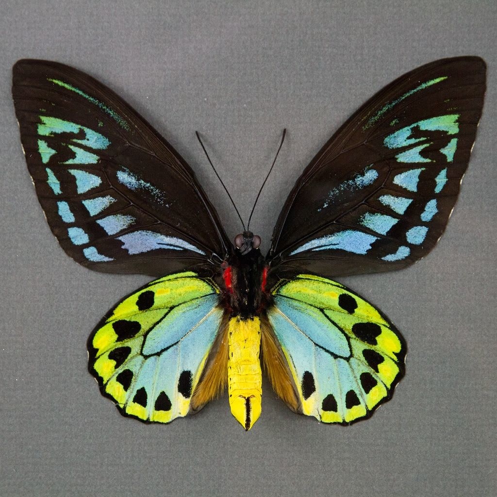 Ornithoptera priamus ♂♀ 標本 Ornithoptera priamus ♂♀ 標本