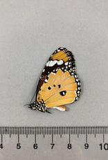 Danaus chrysippus M A1- Sri Lanka