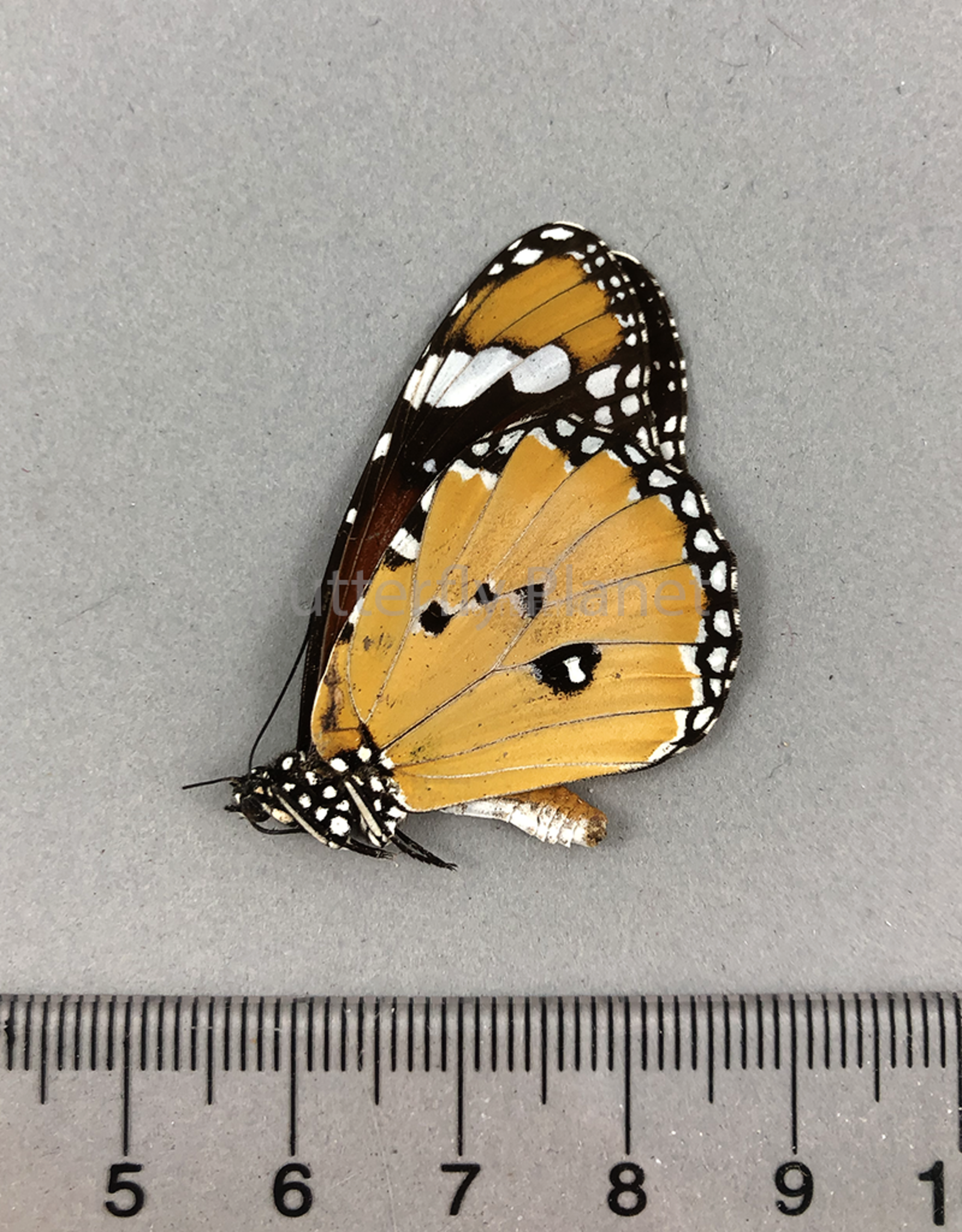 Danaus chrysippus M A1- Sri Lanka