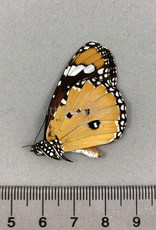 Danaus chrysippus M A1/A1- Sri Lanka