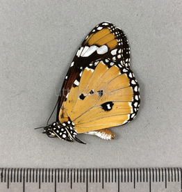 Danaus chrysippus M A1/A1- Sri Lanka