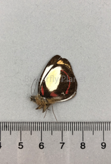 Delias alepa kunupiensis M A1- Irian Jaya, Indonesia