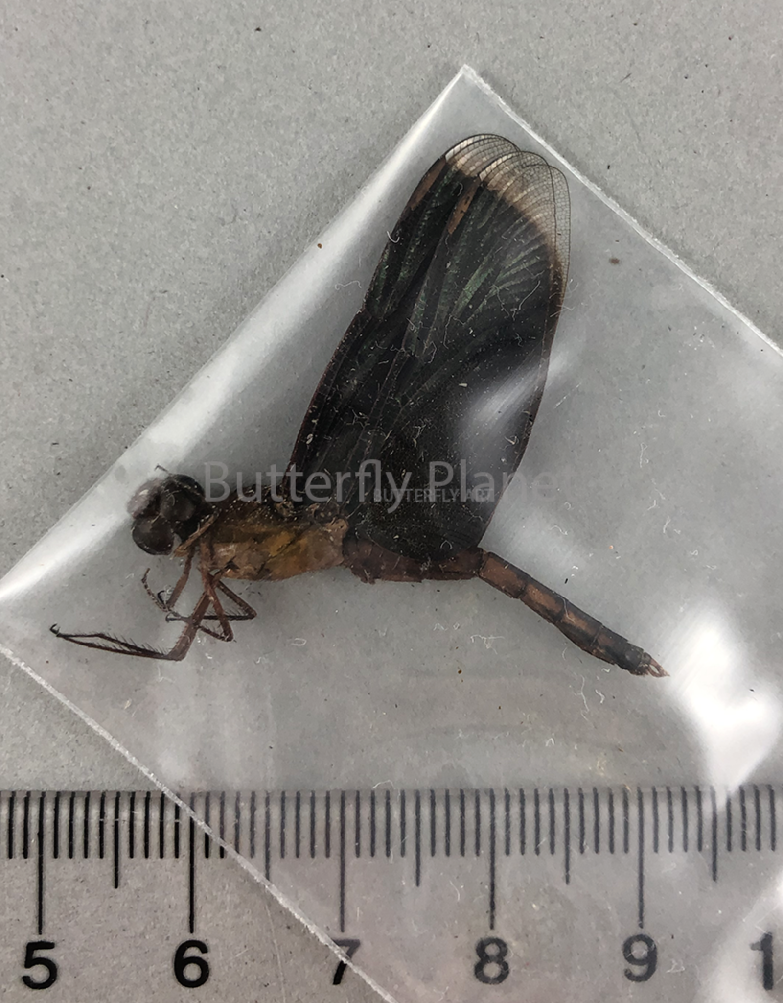 Odonata Buka Island, Bougainville, Papua New Guinea