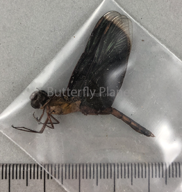 Odonata Buka Island, Bougainville, Papua New Guinea